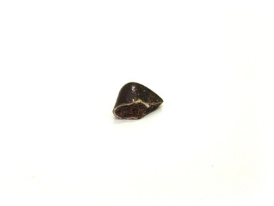 An odd-shaped brown fragment.