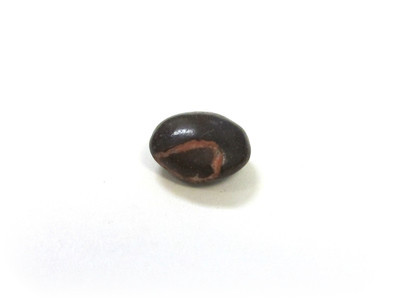 A simple plain brown, with a smooth outlined patch of missing shell.