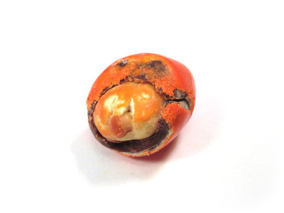 An orange one with a nut, only about half covered in chocolate. Spotty coloring coats bits of the nut.