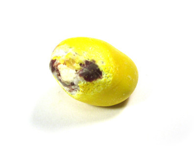 A yellow one with a de-shelled portion facing us, showing stark white and brown patchwork underneath, and a crusty surround.